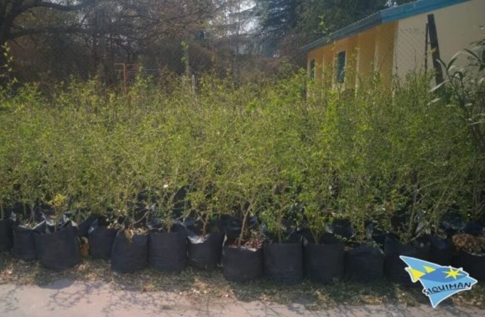 Luego de los incendios, reforestarán Parque Síquiman con unos 1700 ejemplares