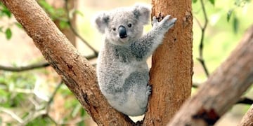 El conmovedor video del rescate de un koala tras los incendios en Australia