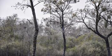 Fuego completamente extinguido