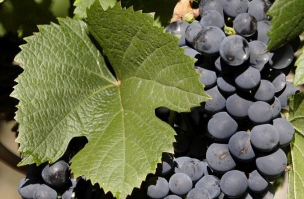 La historia de los primeros vinos argentinos en Santiago del Estero