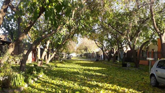 Lluvia de hojas en Alvear.