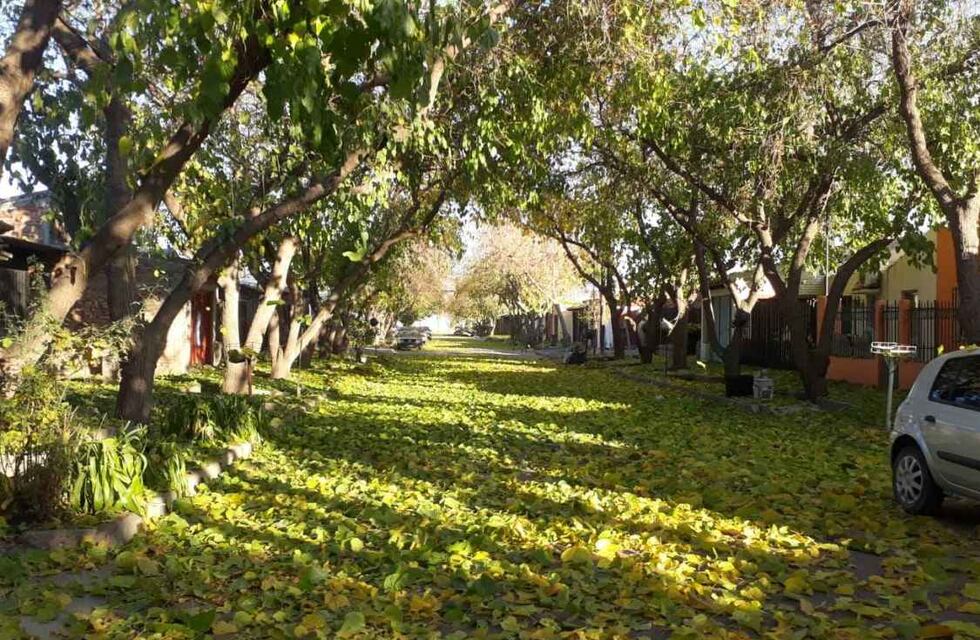 No es lo mismo el otoño en Mendoza: lluvia de hojas en General Alvear tras la fuerte helada
