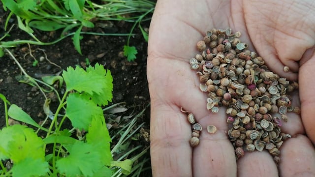 Kits de semillas gratuitos para huertas en Villa Carlos Paz