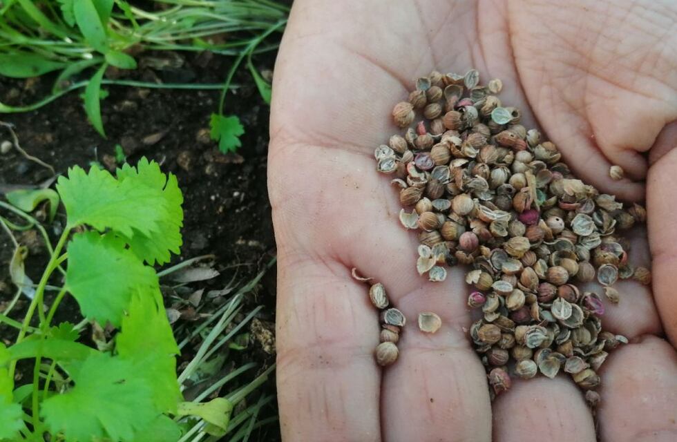 Kits de semillas gratuitos para huertas en Villa Carlos Paz