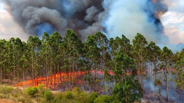 Afirman que la mayoría de los incendios serían intencionales.