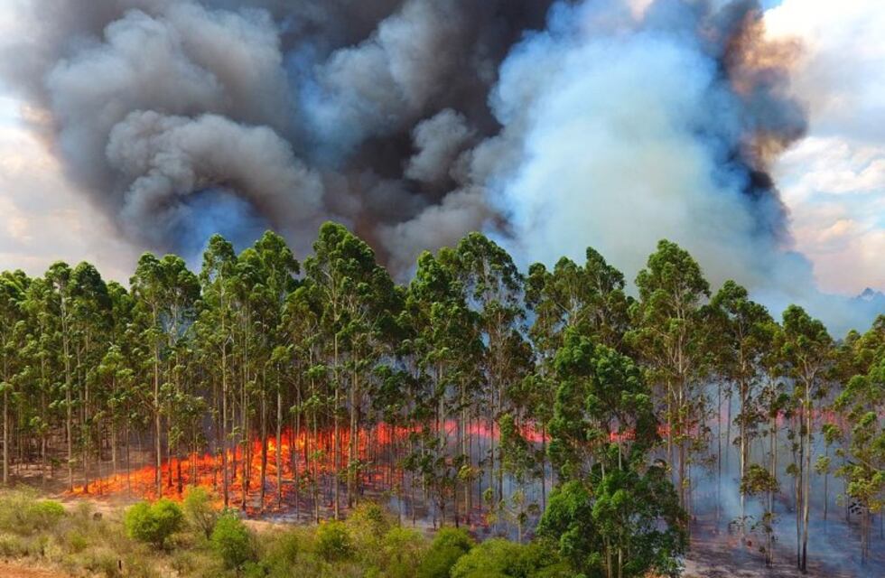 Múltiples incendios en Concordia: afirman que son intencionales