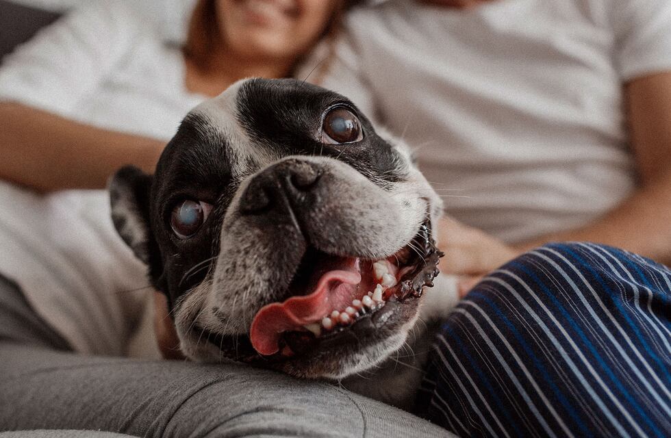 Bromatología y Zoonosis organizan una jornada de concientización en las vísperas festivas