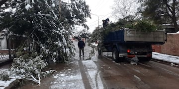 Tareas de poda y recolección de ramas y árboles, desde el pasado miércoles tras la intensa nevada en Carlos Paz.