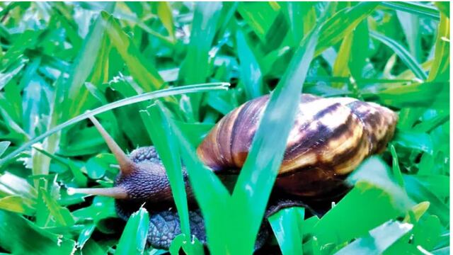 Caracol africano