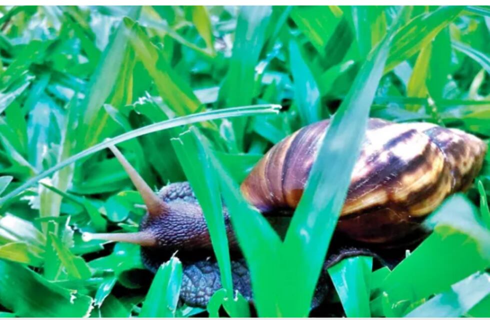Caracol africano se disemina en barrios de Iguazú