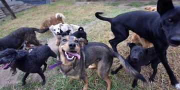 La sentencia judicial señala que los perros son animales que sienten y sufren.