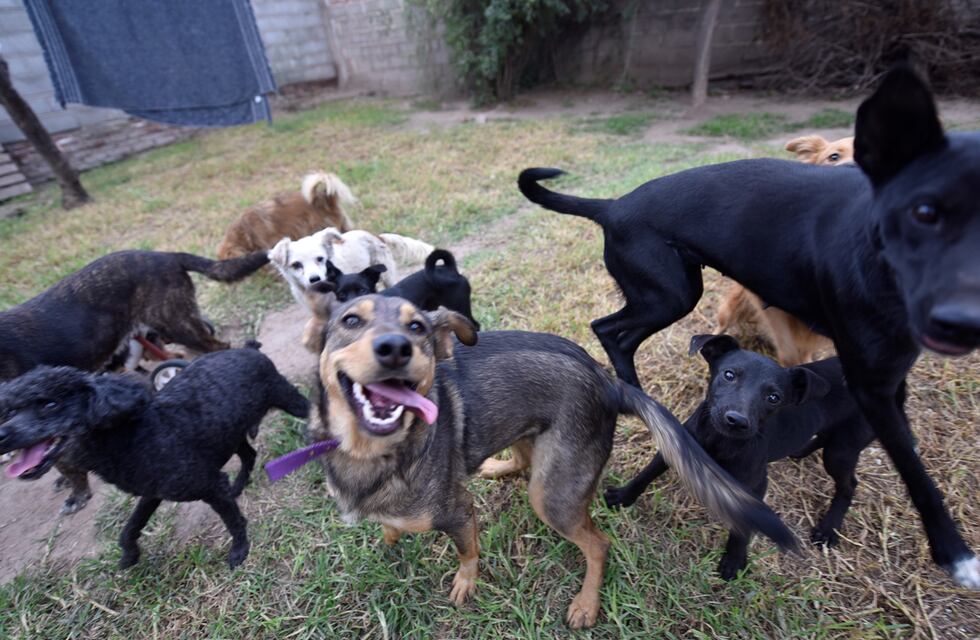 Fallo inédito en Córdoba: la Justicia reconoció a los perros como “seres sintientes”
