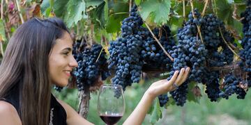 Ruta dFinca Chico Zossi. Ruta del Vino de Tucumán. el Vino de Tucumán.