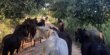 El Gobierno nacional confirmó brotes de encefalomielitis equina en 15 provincias.
