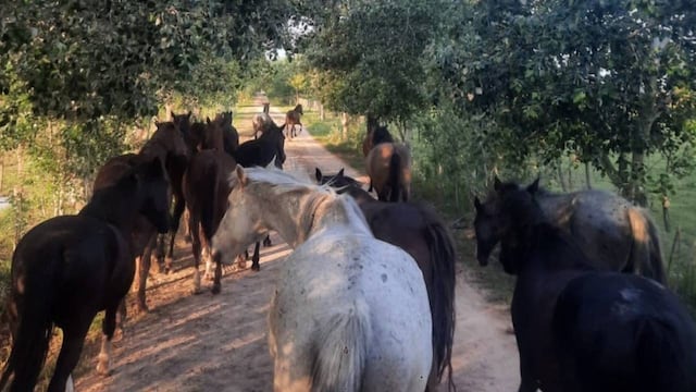 El Gobierno nacional confirmó brotes de encefalomielitis equina en 15 provincias.