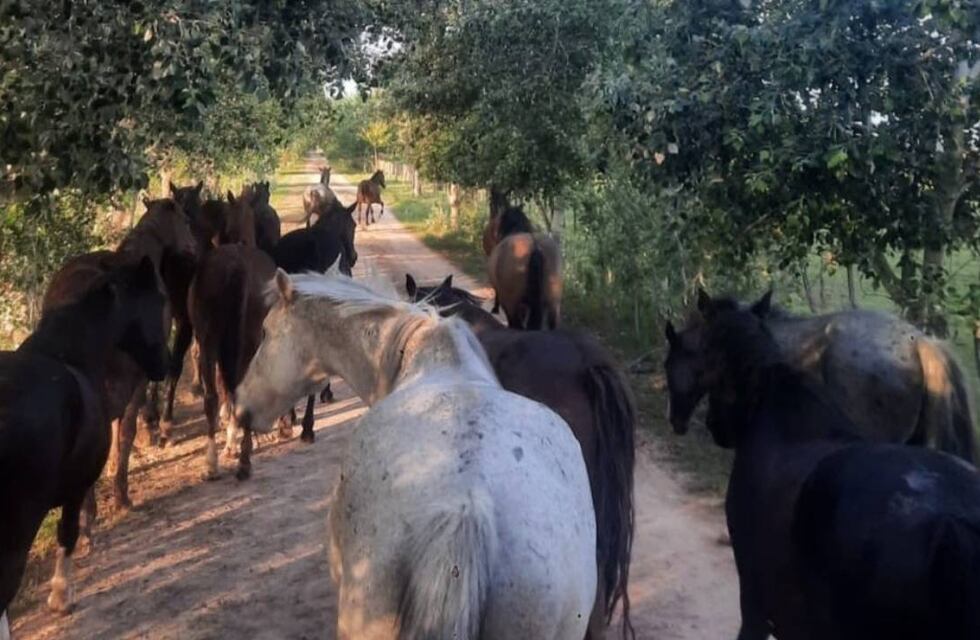 Encefalomielitis equina: Santa Fe confirmó la primera muerte humana por el virus