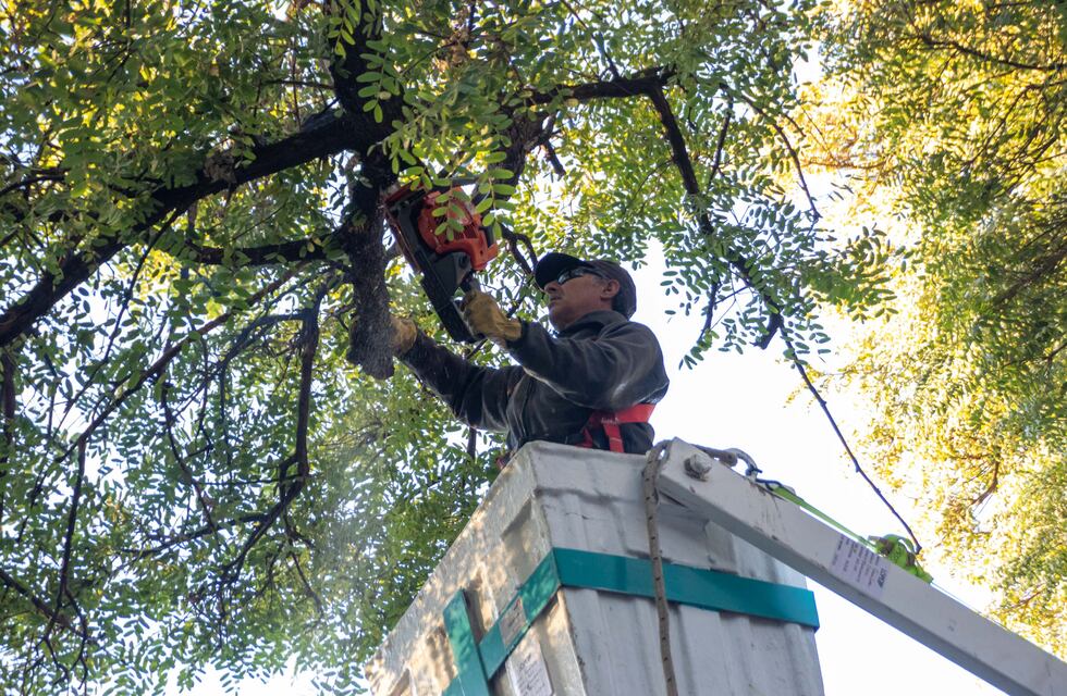 Permisos para la poda de árboles en Tres Arroyos