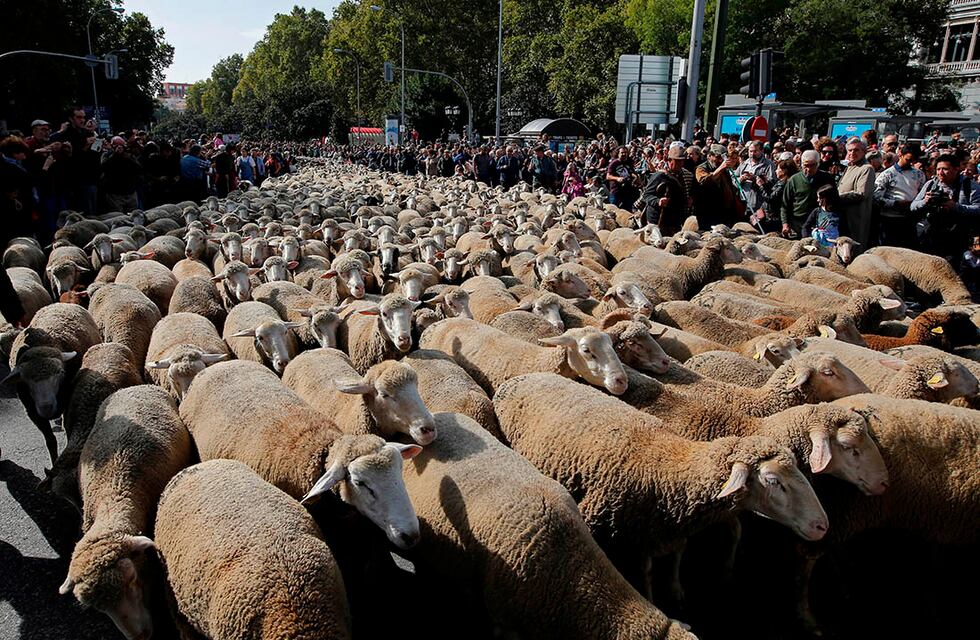 Renovación de la ley ovina: Hasta el 2031