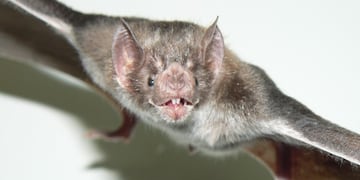 Una especie de murciélago transmite la rabia.