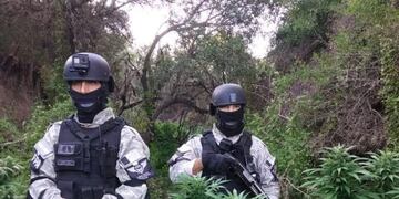 Fuerza Policial Antinarcotráfico: incautan más de 500 plantas de marihuana\u002E (Foto: FPA)\u002E