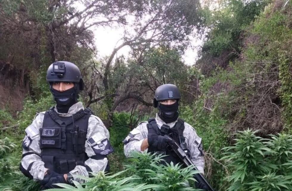 Hallaron más de 500 plantas de marihuana cerca de Villa de Soto