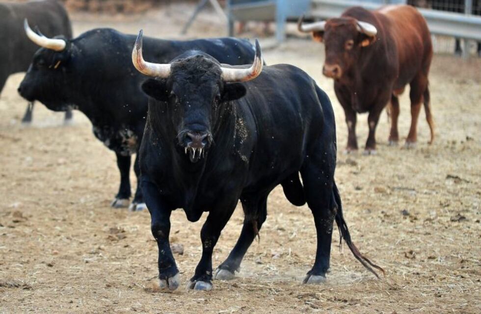 Toro trepó a la tribuna e hirió a 17 personas