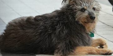 Cachi, el morocho más hermoso de Bahía