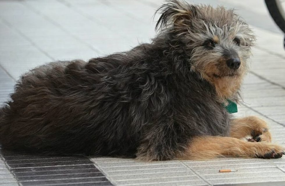 Emotiva despedida a "Cachi", el morocho más hermoso de Bahía