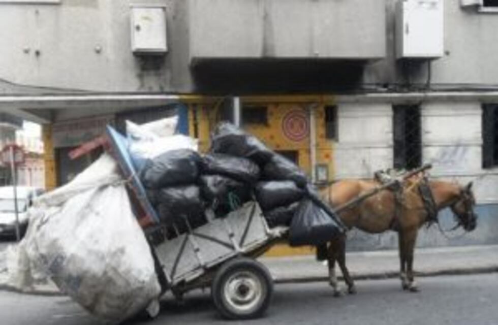 Obligaban a una yegua preñada a tirar dos carros a la vez
