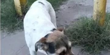 Picanearon a un perrito en Maciel