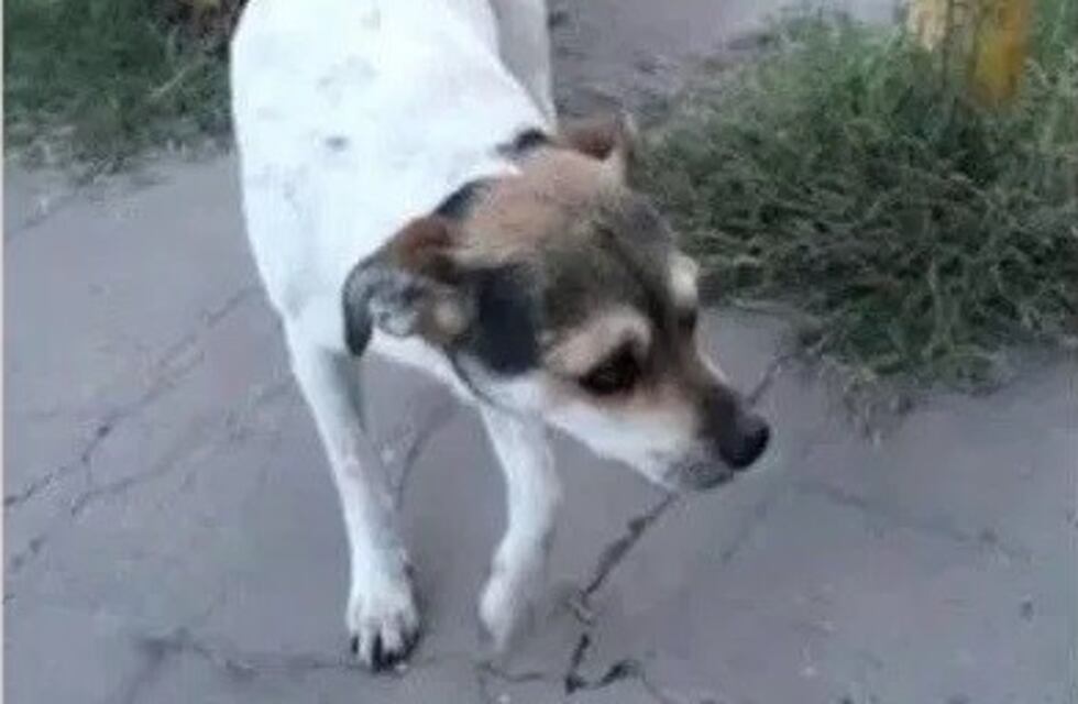 Picanearon a un perrito y subieron la agresión a redes sociales