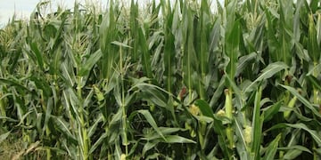 El maíz fue uno de los productos primarios que más creció en relación al año pasado\u002E (Inta)