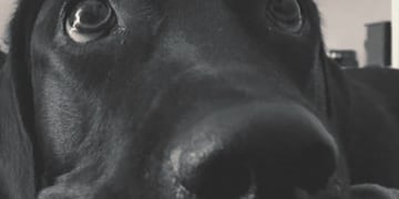 (cronica\u002Ecom\u002Ear)