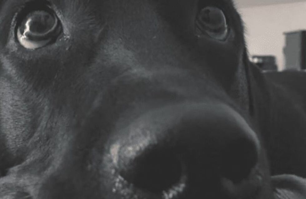 Dejaron encerrada a una perra en un auto con 30 grados y murió