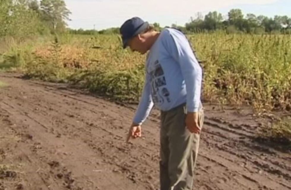 Denunciaron que hay un león suelto y lo buscan en La Plata y Berazategui