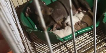 En el domicilio encontraron diferentes razas de talla pequeña\u002E (@carolabayru)