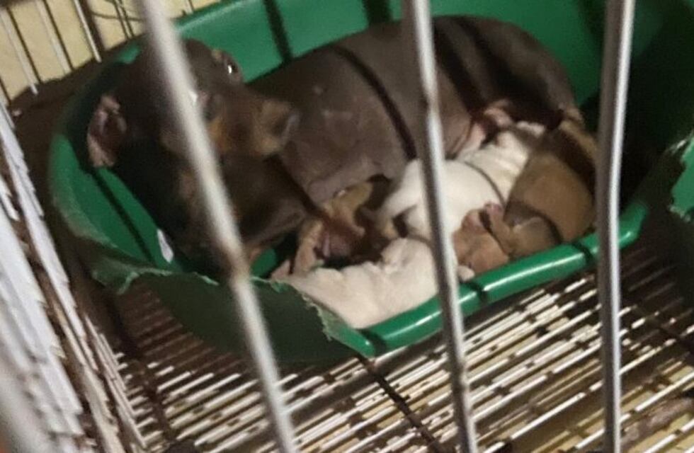 Clausuraron una casa donde había unos 150 perros hacinados para la venta