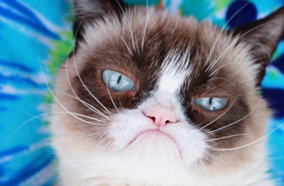 Murió 'Grumpy Cat', la gata más famosa de internet, y sus fans la despidieron con memes