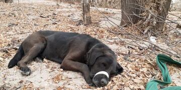 Perito encontrado a orillas del río San Antonio\u002E (Foto: Facebook / Muni Mascotas VCP)\u002E