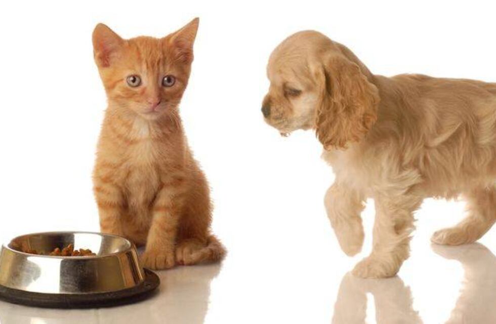 Bromatología y Zoonosis de Tres Arroyos amplía el horario de vacunaciones y castraciones