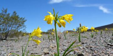 Florece el amancay en la Recta de Tin Tín (web)