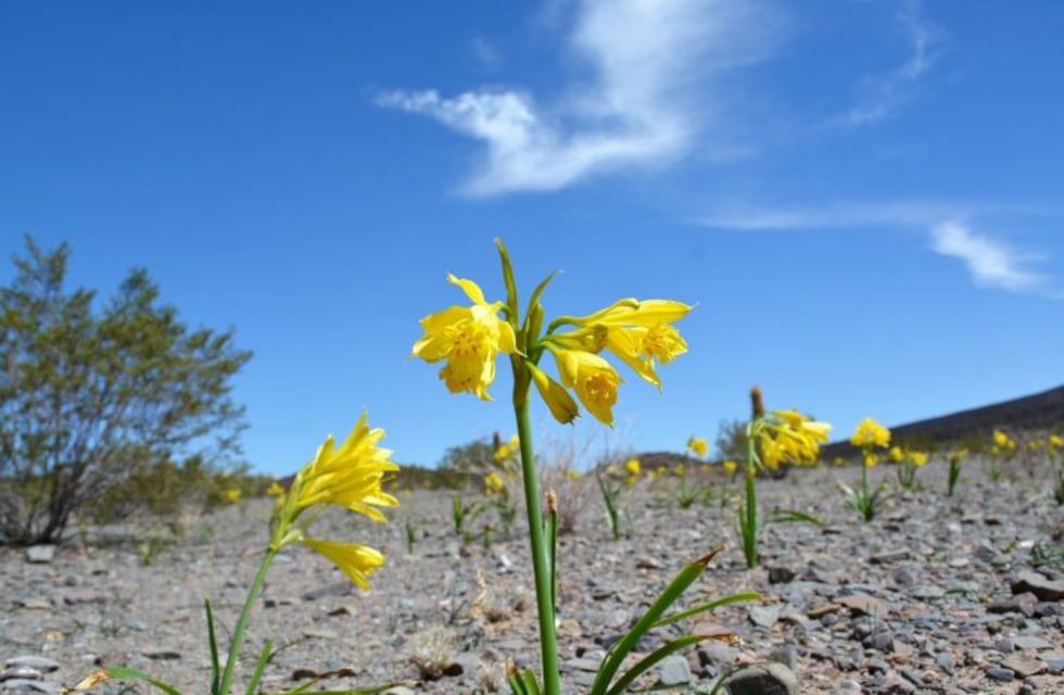 En la Recta de Tin Tin florece el Amancay