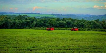 Plantación de té en Misiones\u002E (Min\u002E del Agro)