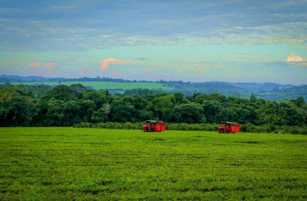 Impulsan exportación de té mediante un convenio firmado por seis empresas