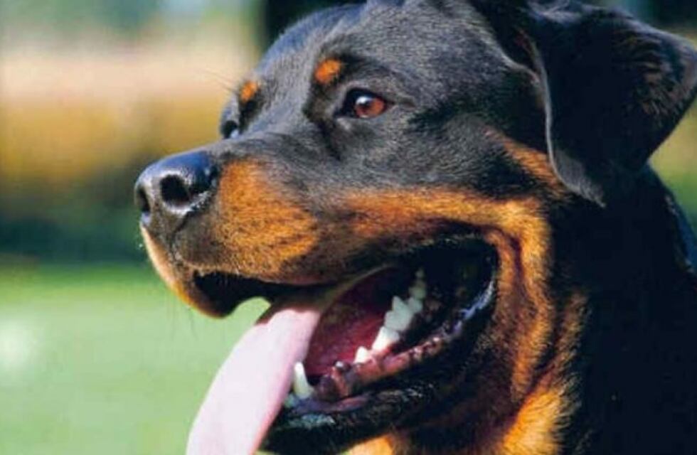 Una rottweiler atacó a un delincuente que había entrado a robar a la casa de su dueña