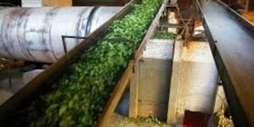 Molino de yerba mate\u002E Imagen de Cooperativas\u002E Ilustrativa\u002E