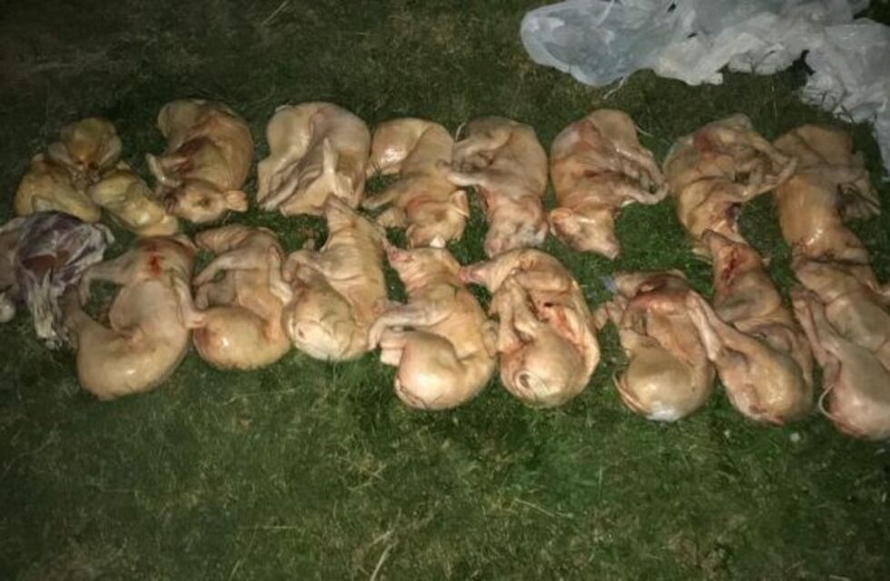 La Policía secuestró lechones sin documentos en Colonia Caroya