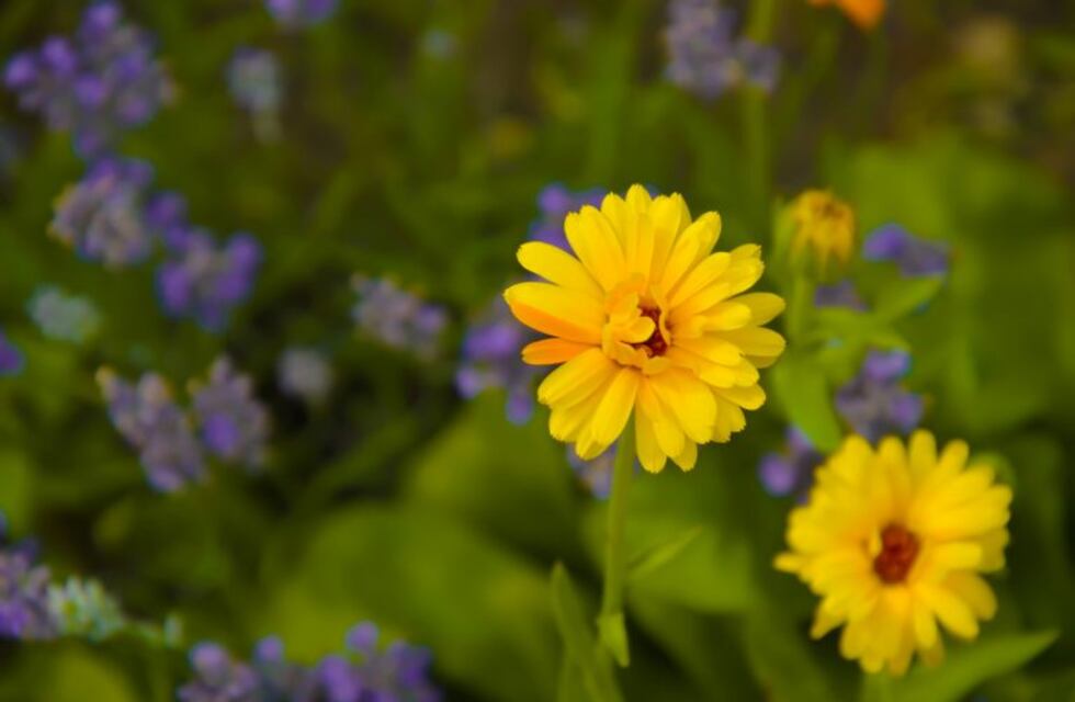 Tres consejos para tener tu jardín de la mejor manera de Norte a Sur
