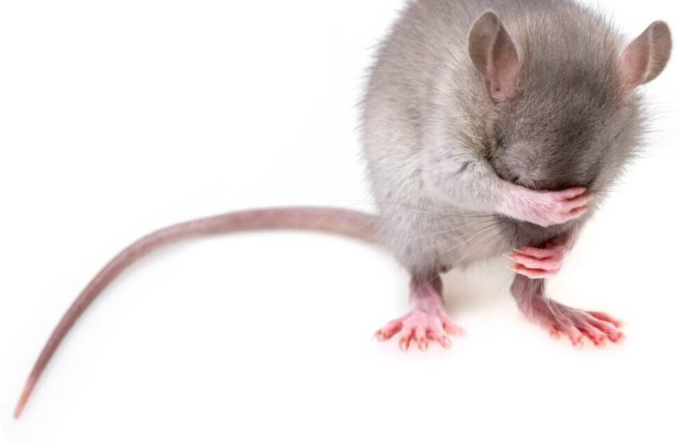 Pasajeros revolucionados por un ratón en el colectivo