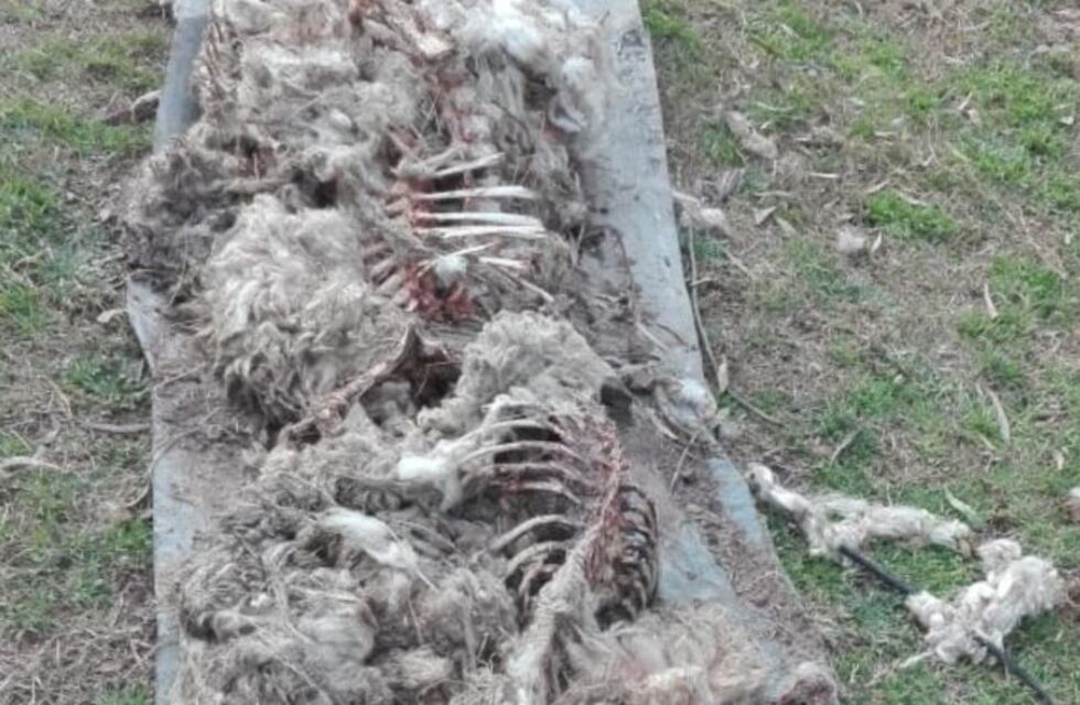 Impactante: pumas mataron a diez ovejas en un campo de Olavarría
